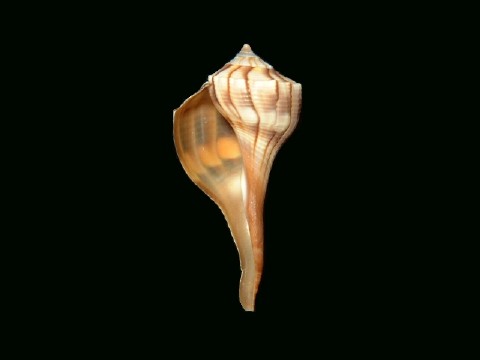 巻貝 Spiral shell