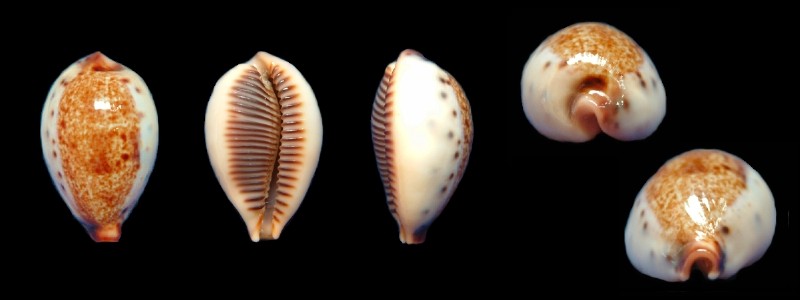 タカラガイ Cypraeaidae