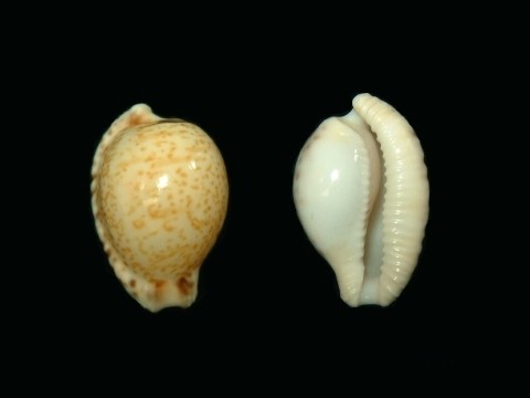 タカラガイ Cypraeaidae