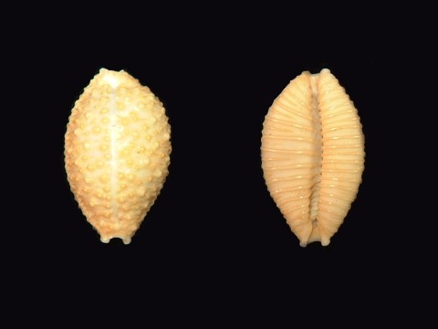 タカラガイ Cypraeaidae